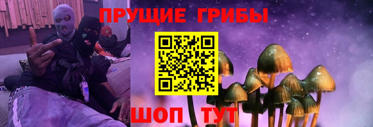Галлюциногенные грибы Psilocybe Лабинск